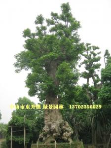 秋枫树头