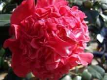 茶花