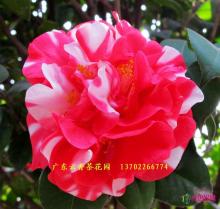 茶花