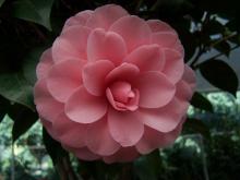 茶花