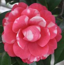 茶花