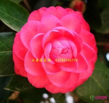 茶花