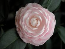 茶花