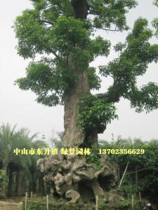 秋枫树头